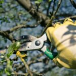 Tree Pruning: How Often Does Sydney’s Urban Canopy Actually Need It?
