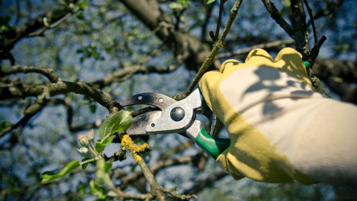 tree pruning