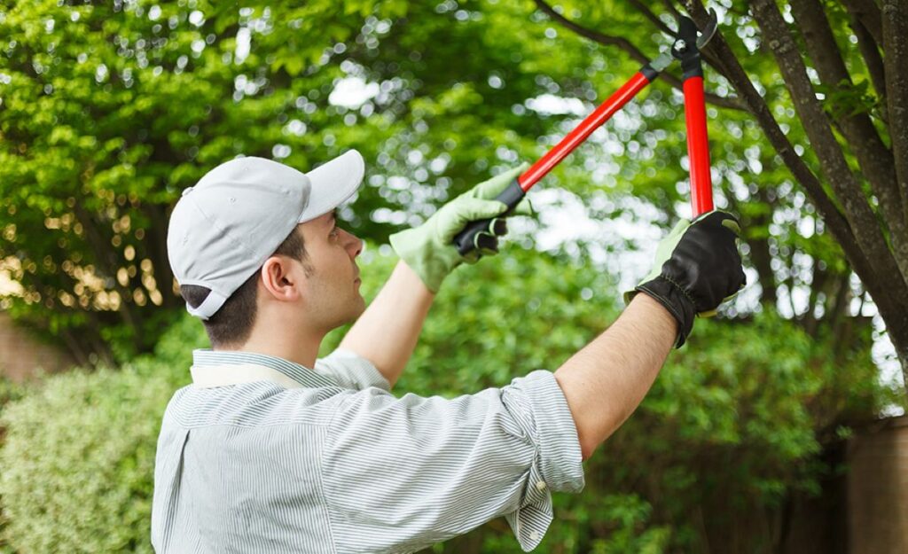 tree pruning